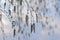 Hanging branches of birch with catkins on background sky in spring