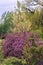 Hanging branches full of purple flowers