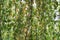 Hanging branches of the Weeping birch tree, Betula pendula, with leaves turning gold in Autumn