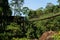 Hanging bridge over river in tropical forest, Lake Kenyir, Malaysia, Southeast Asia