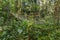 Hanging bridge in Rainforest Discovery Centre in Sepilok, Sabah, Malays