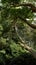 Hanging bridge on wildlife reserve park