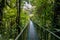 Hanging Bridges in Cloudforest - Monteverde, Costa Rica