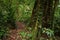 Hanging Bridges Trail near Heliconias Rainforest Lodge in Bijagua in Costa Rica