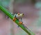 Hanging on with bright orange feet, is the red and green tree frog