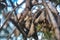 Hanging brown dried leafs on branch autumn winter