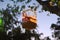 Hanging brown lantern on the tree