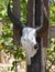 Hanging of buffalo skull