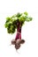 Hanging bunch of new beetroots isolated on white