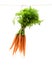Hanging bunch of new carrots isolated on white