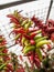 Hanging Bunch of Peppers