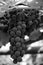 Hanging bunch of ripe grapes Isabella, black and white photo