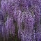 Hanging bunches of purple Wisteria. Spring time