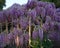Hanging bunches purple Wisteria. Spring time
