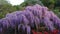 Hanging bunches of purple Wisteria. Spring time