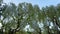 Hanging bunches of white Wisteria. Spring time