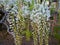 Hanging bunches white Wisteria. Spring time