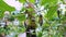 Hanging butterflies and cocoons on green branch in Butterfly Conservatory.