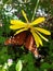 Hanging Butterfly on Yellow Daisy