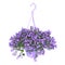 Hanging campanula muralis