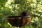 The Hanging Chain Planter with Nest
