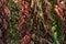 hanging chains of dried chillies