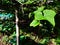 The hanging chayote leaves look dirty and dusty due to volcanic ash from the eruption of Mount Merapi