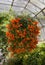 Hanging cluster of orange flowers