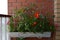 Hanging container with flowering plants on the balcony. Verbena, tagetes and dahlia flowers