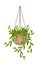 Hanging creeper plant pot isolated vector flower