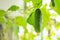 Hanging cucumbers grown in house on the balcony