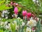 Hanging dark pink flowers of spring bloom