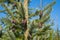 Hanging decorative brown cones of Picea omorika or Serbian spruce