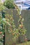 Hanging down apple tree branches with small red apples on a background of a wooden fence