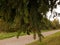 Hanging fir branches on the background of a forest road