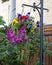 Hanging flower basket with colorful garden petunias in Vail Village, Colorado.