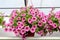 Hanging flower pot with beautiful pink ampelny petunias