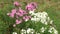 Hanging flower pot with white petunia flowers Petunia hybrida.