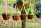 Hanging flower pots