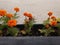 Hanging flowerbed with orange flowers in the park