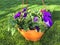 Hanging flowerpots with flowers on green grass on sunny day