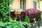 Hanging flowerpots with petunia blossoms.