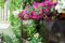 Hanging flowerpots with petunia blossoms.