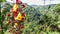 Hanging flowers above the vally