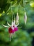 Hanging fuchsia with bokeh, green background