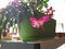 Hanging fuchsia cactus flower indoor gardening