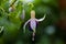 Hanging Fuchsia Flowers and water drops