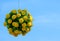 A hanging full bloom of yellow flower bouquet in sphere shape with copy space blue sky as background. decoration for any special e