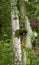 A hanging garden with air plants.