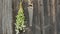 Hanging garden herbs bunch on old wooden wall